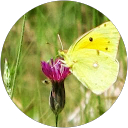 Claudia Müller profile picture